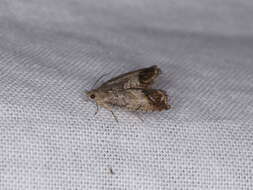 Image of codling moth