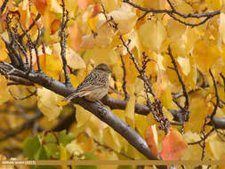 Image of European Rock Bunting