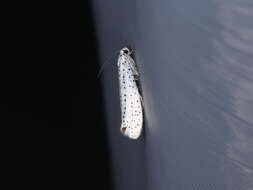 Imagem de Yponomeuta evonymella Linnaeus 1758