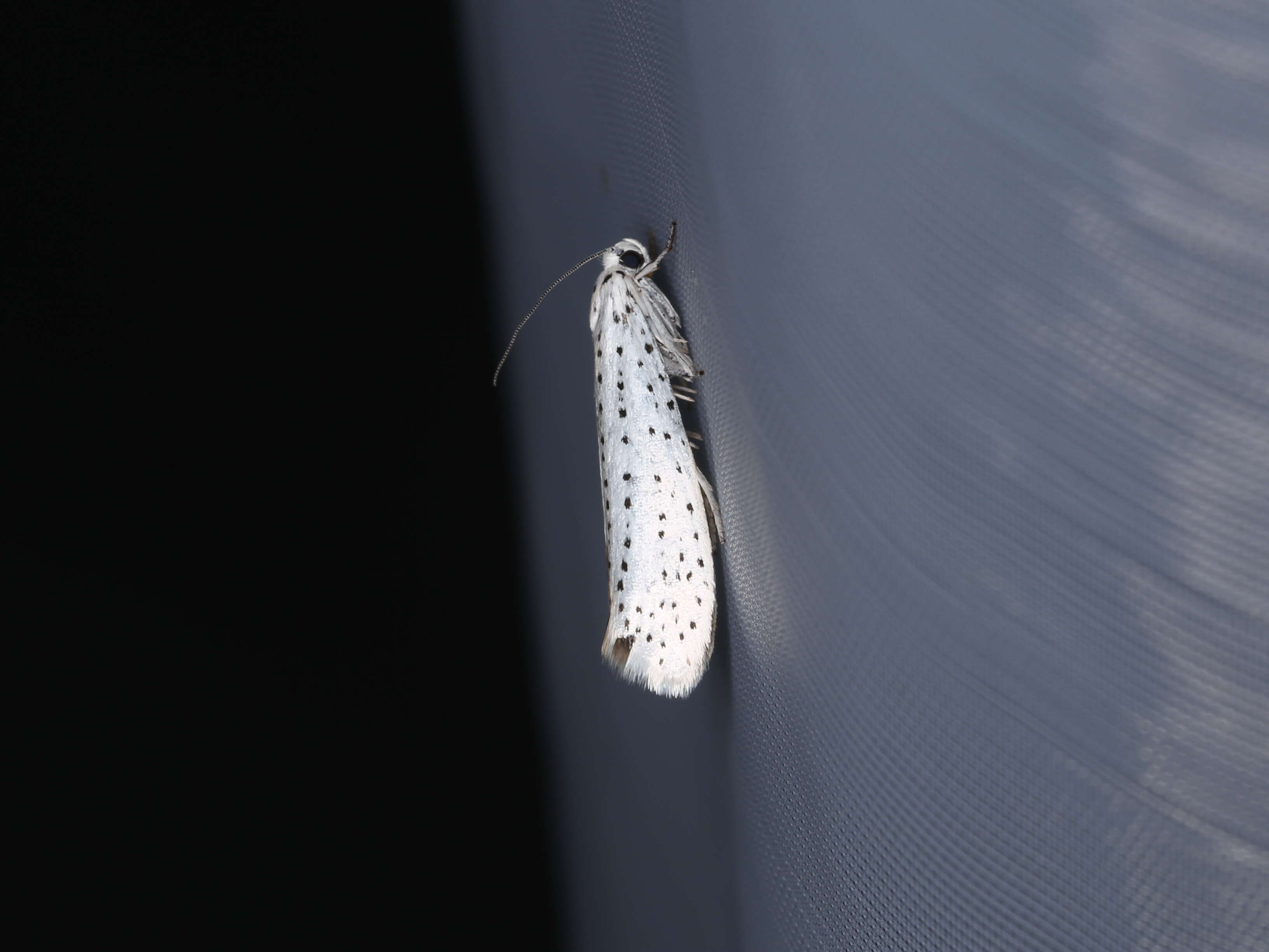 Imagem de Yponomeuta evonymella Linnaeus 1758