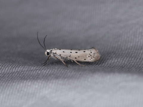 Image of Ermine moth