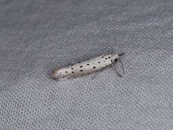 Image of Ermine moth