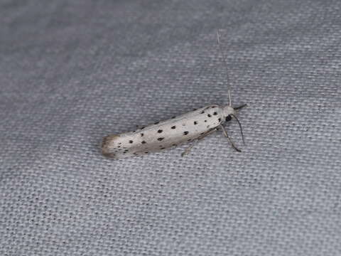 Image of Ermine moth