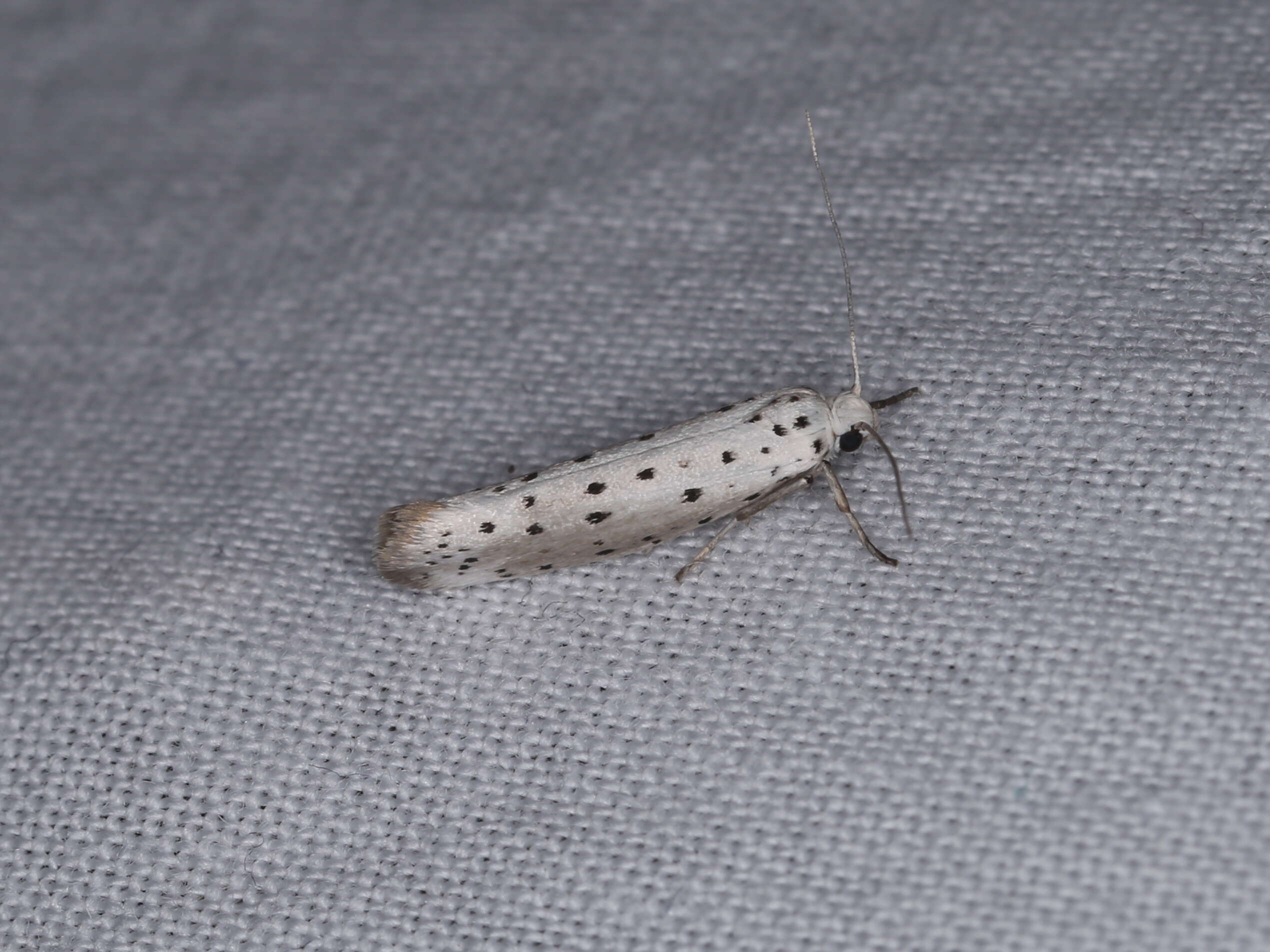 Image of Ermine moth