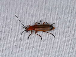 Image of Rhagonycha fulva