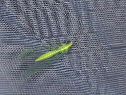 Image of Common green lacewing