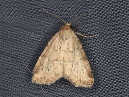 Image of small dotted buff