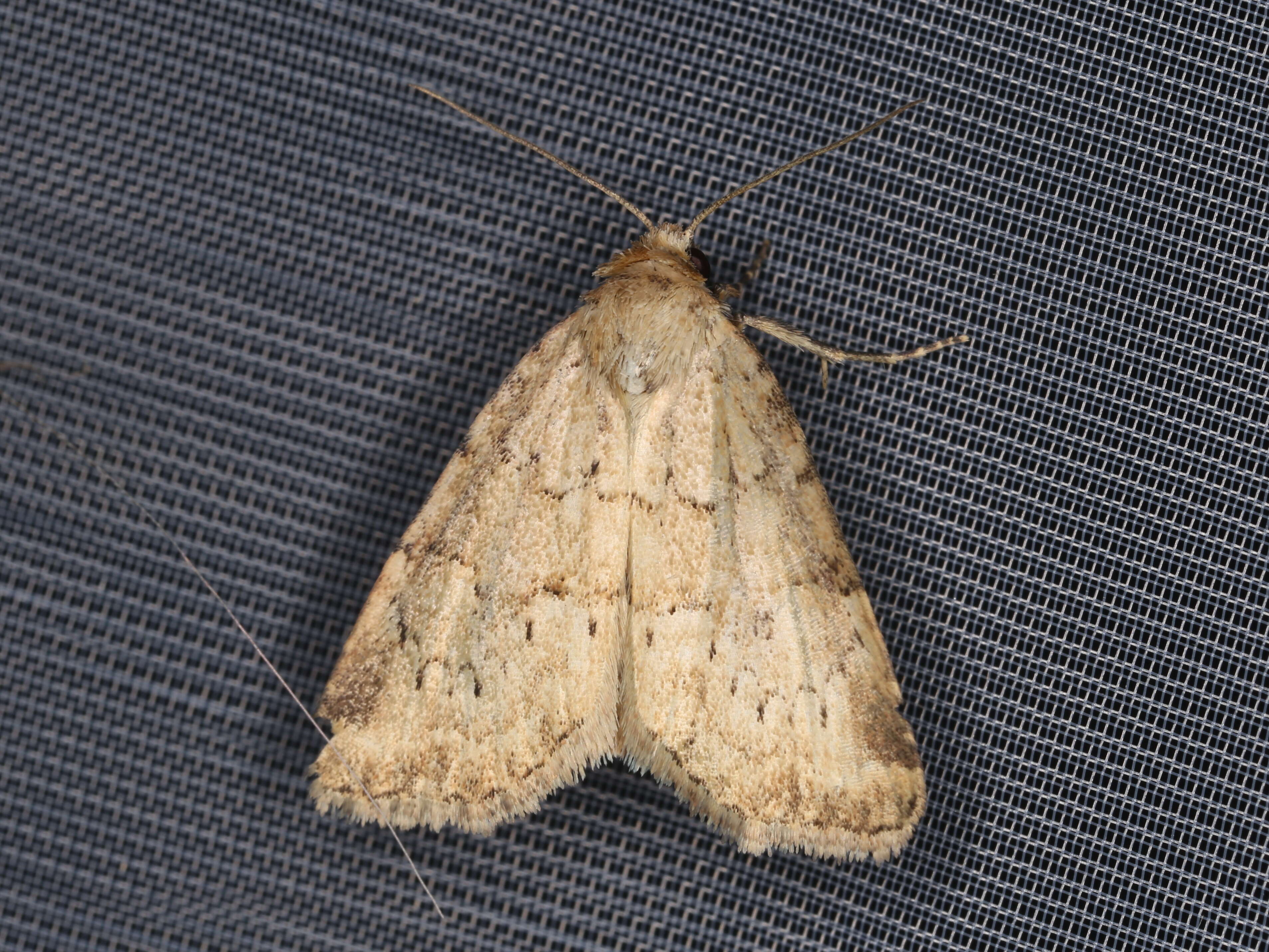 Image of small dotted buff