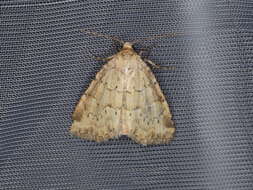 Image of small dotted buff