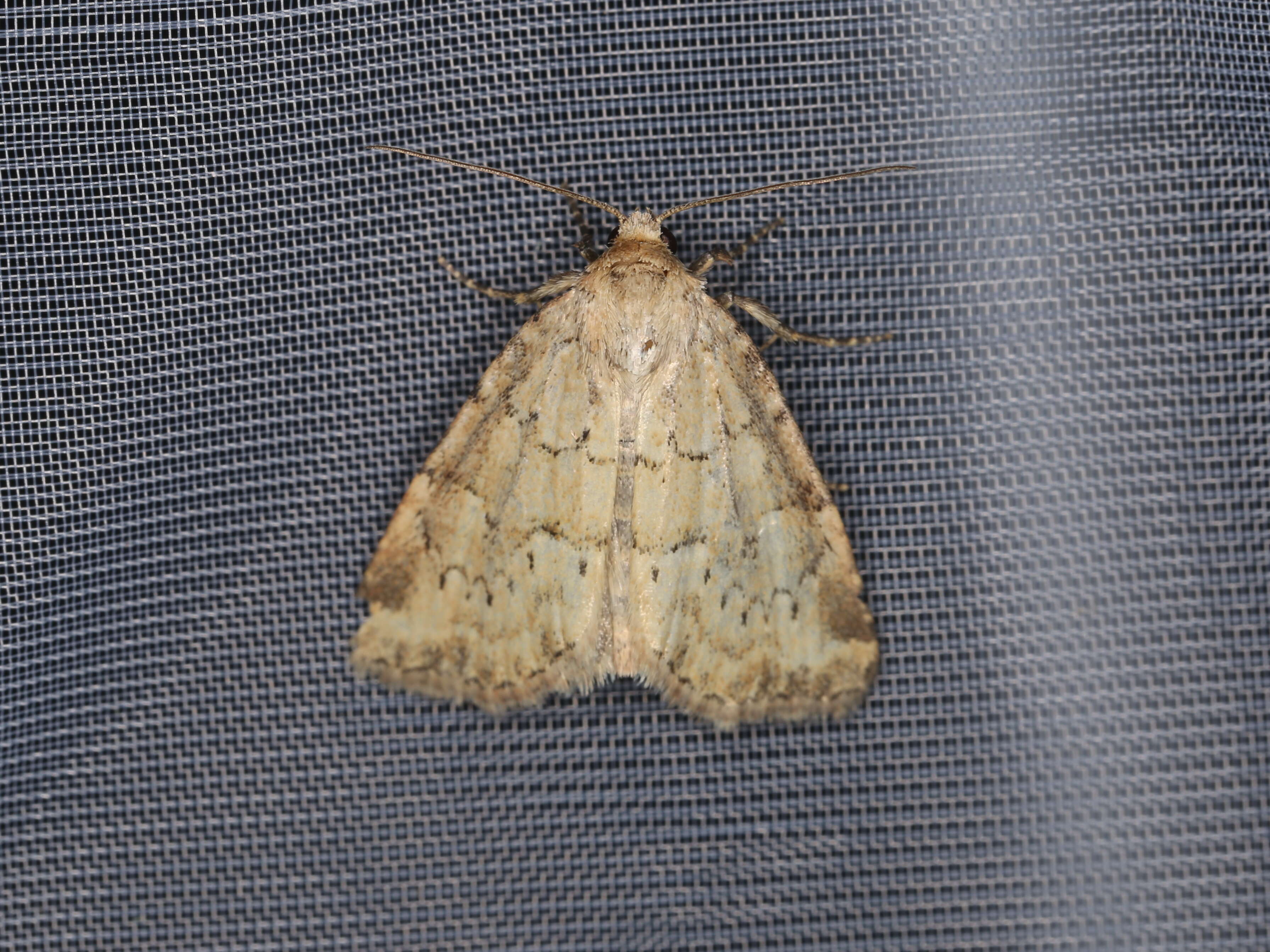 Image of small dotted buff