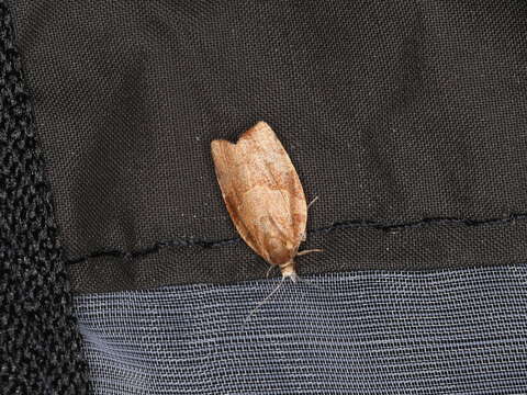 Image of barred fruit-tree tortrix