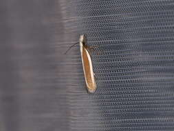 Image of Juniper webworm