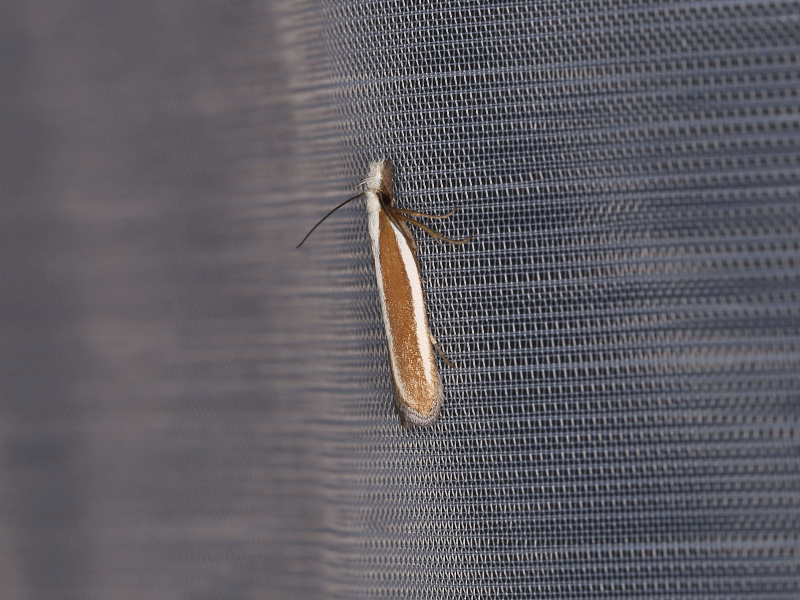 Image of Juniper webworm