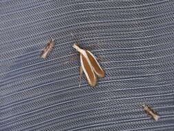 Image of Juniper webworm