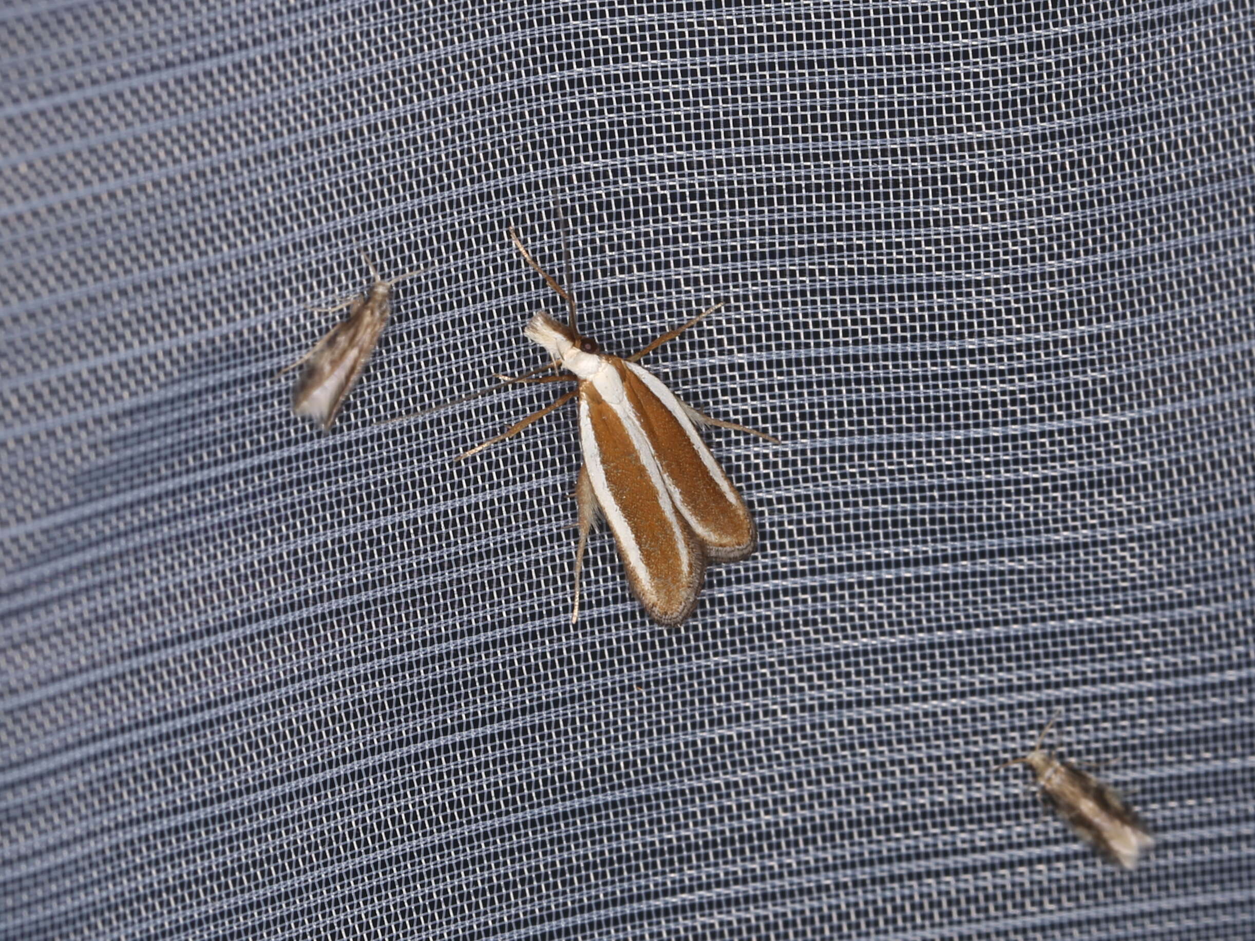 Image of Juniper webworm