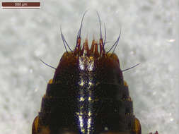 Image of Tachinus (Tachinus) corticinus Gravenhorst 1802