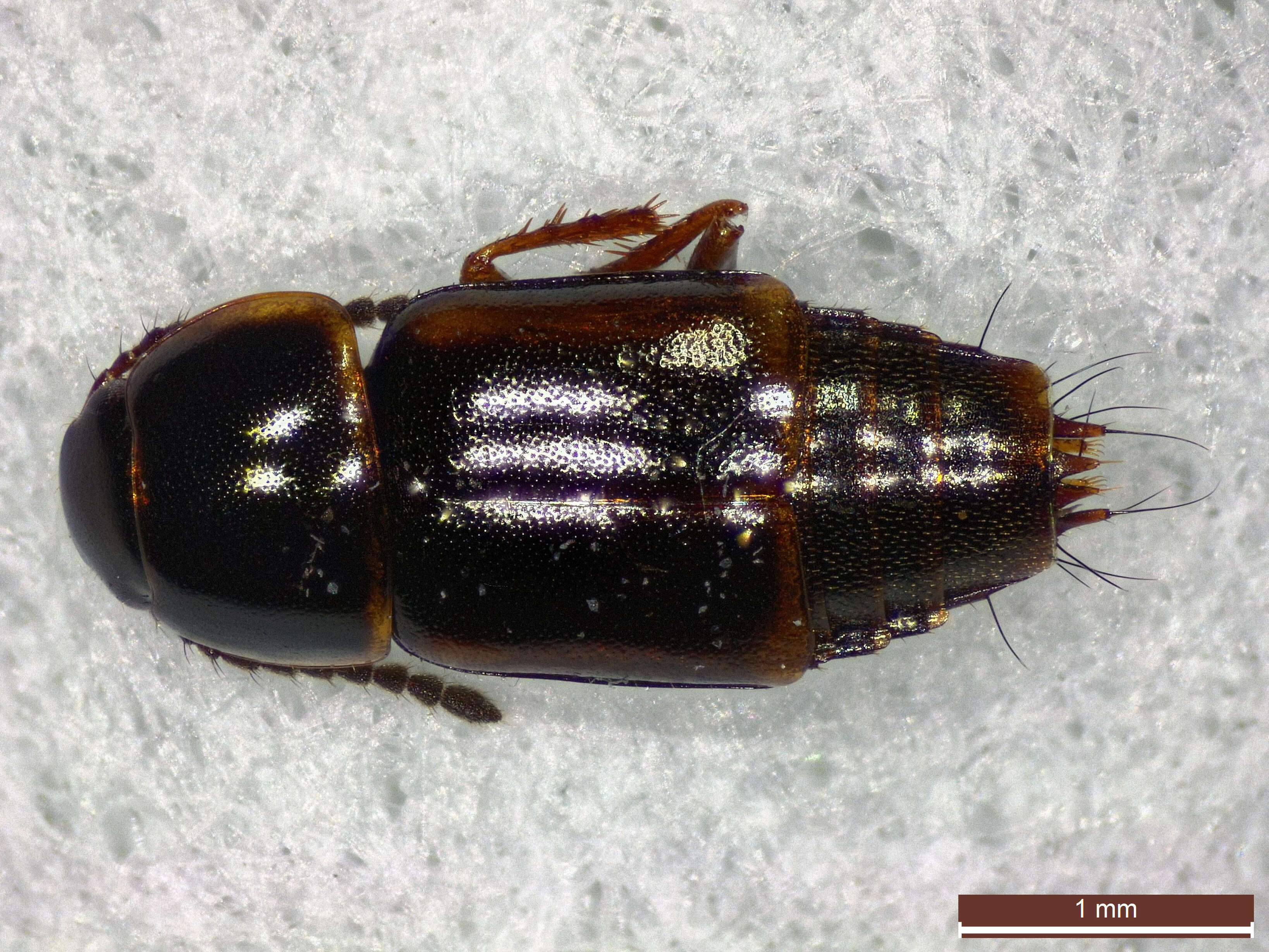 Imagem de Tachinus (Tachinus) corticinus Gravenhorst 1802