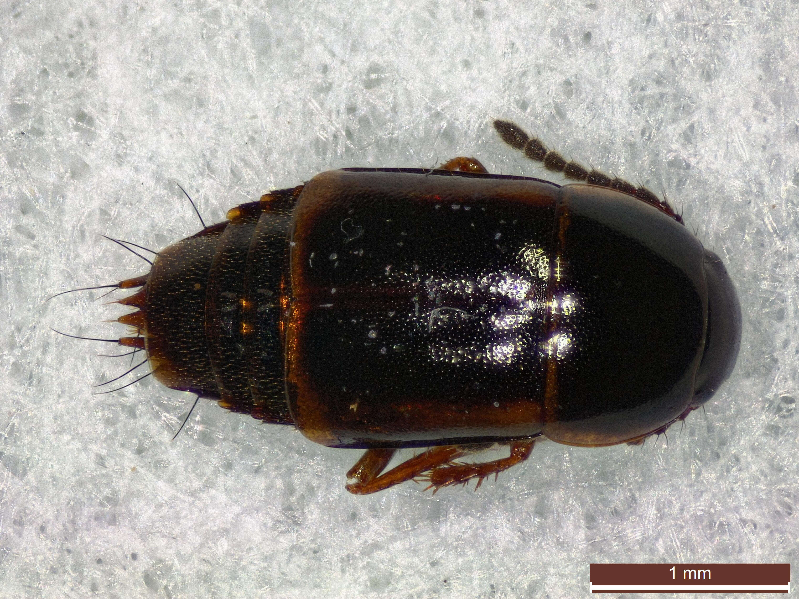 Imagem de Tachinus (Tachinus) corticinus Gravenhorst 1802