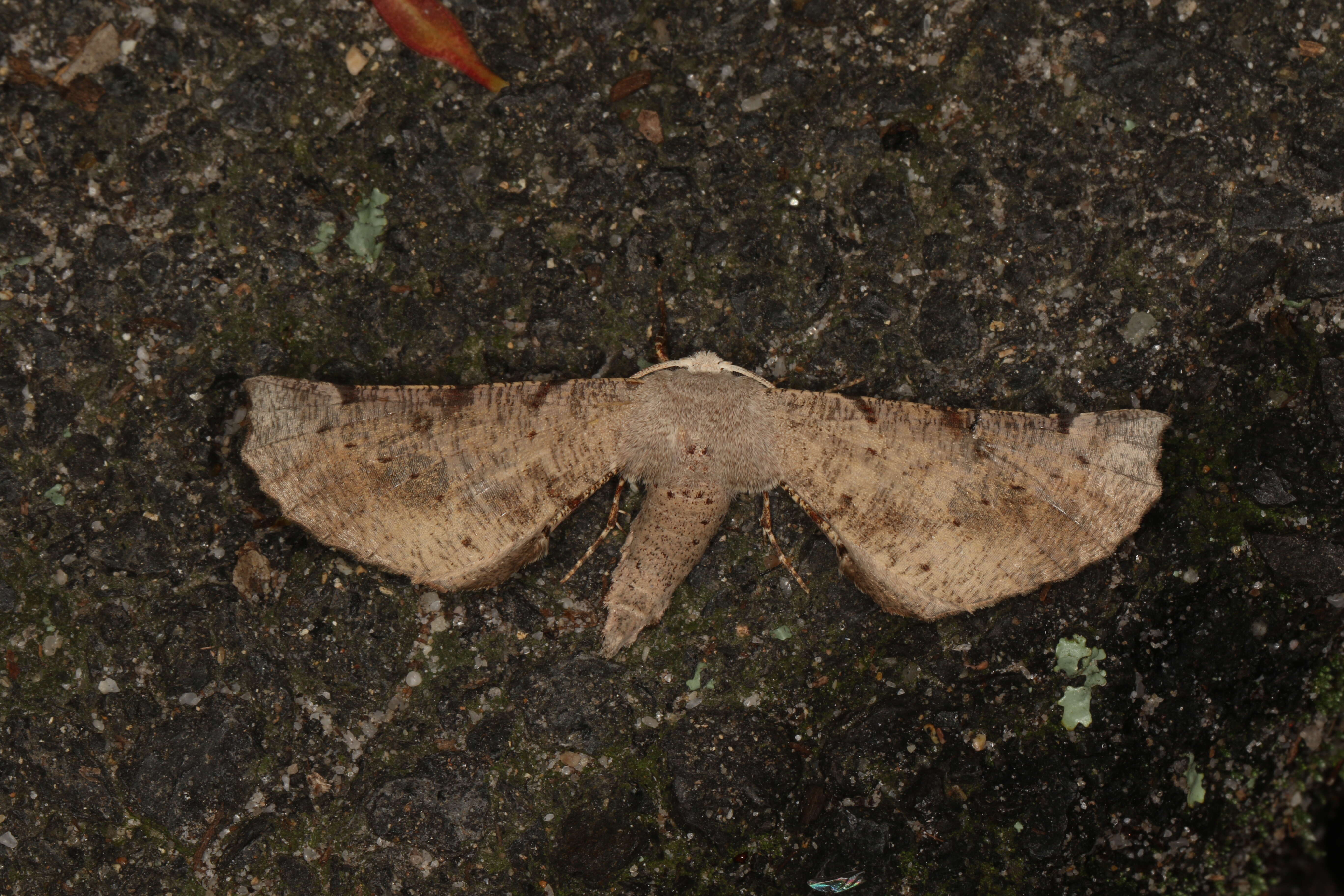 Image of Circopetes obtusata Walker 1860