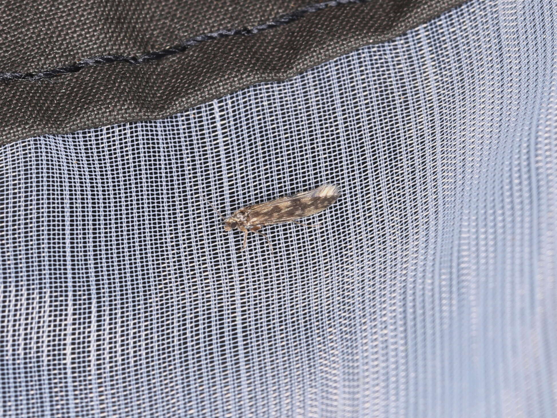 Image of Salt and Pepper Microcaddis