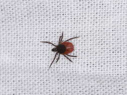 Image of Common sheep tick