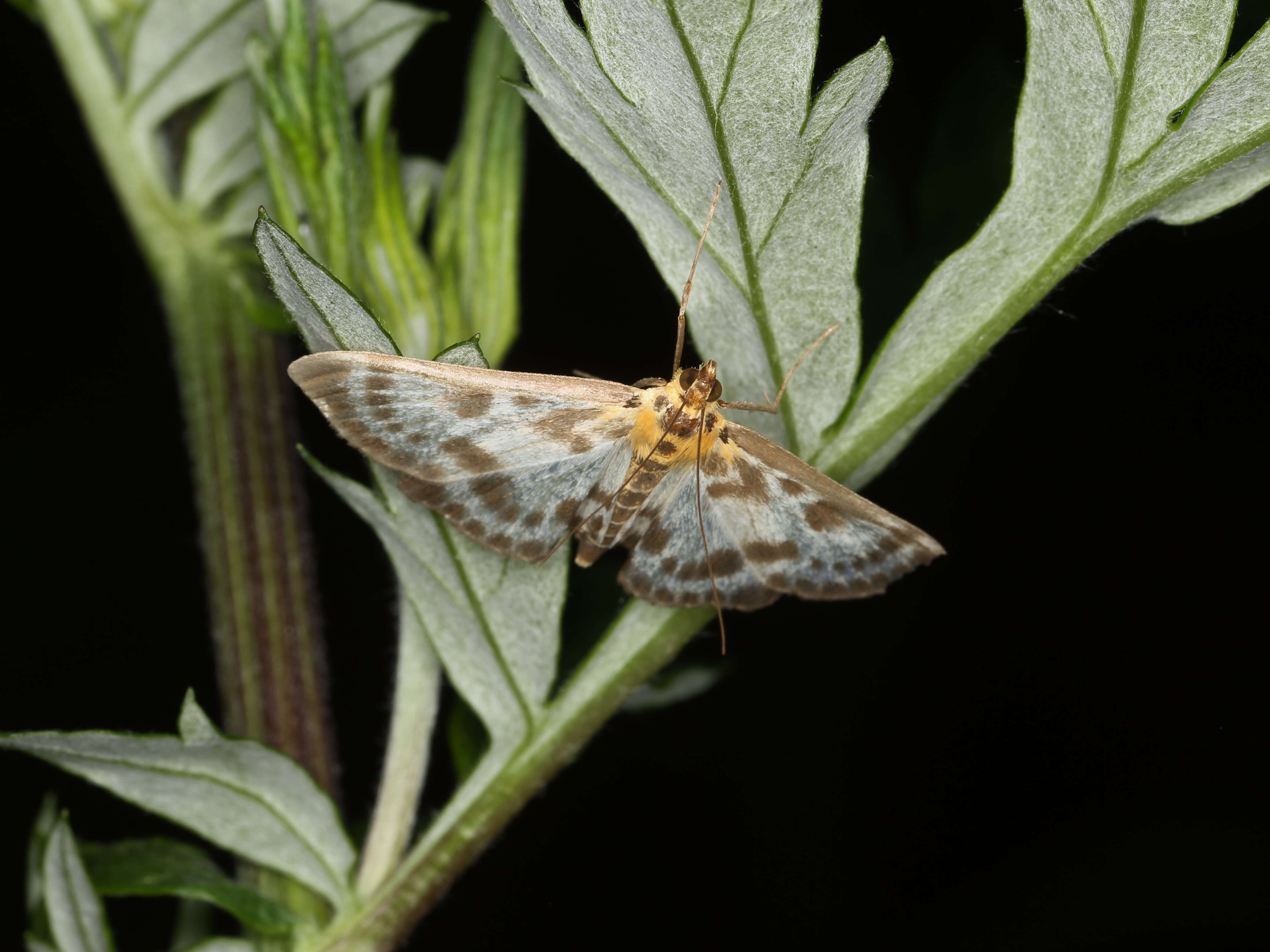 Слика од Anania hortulata