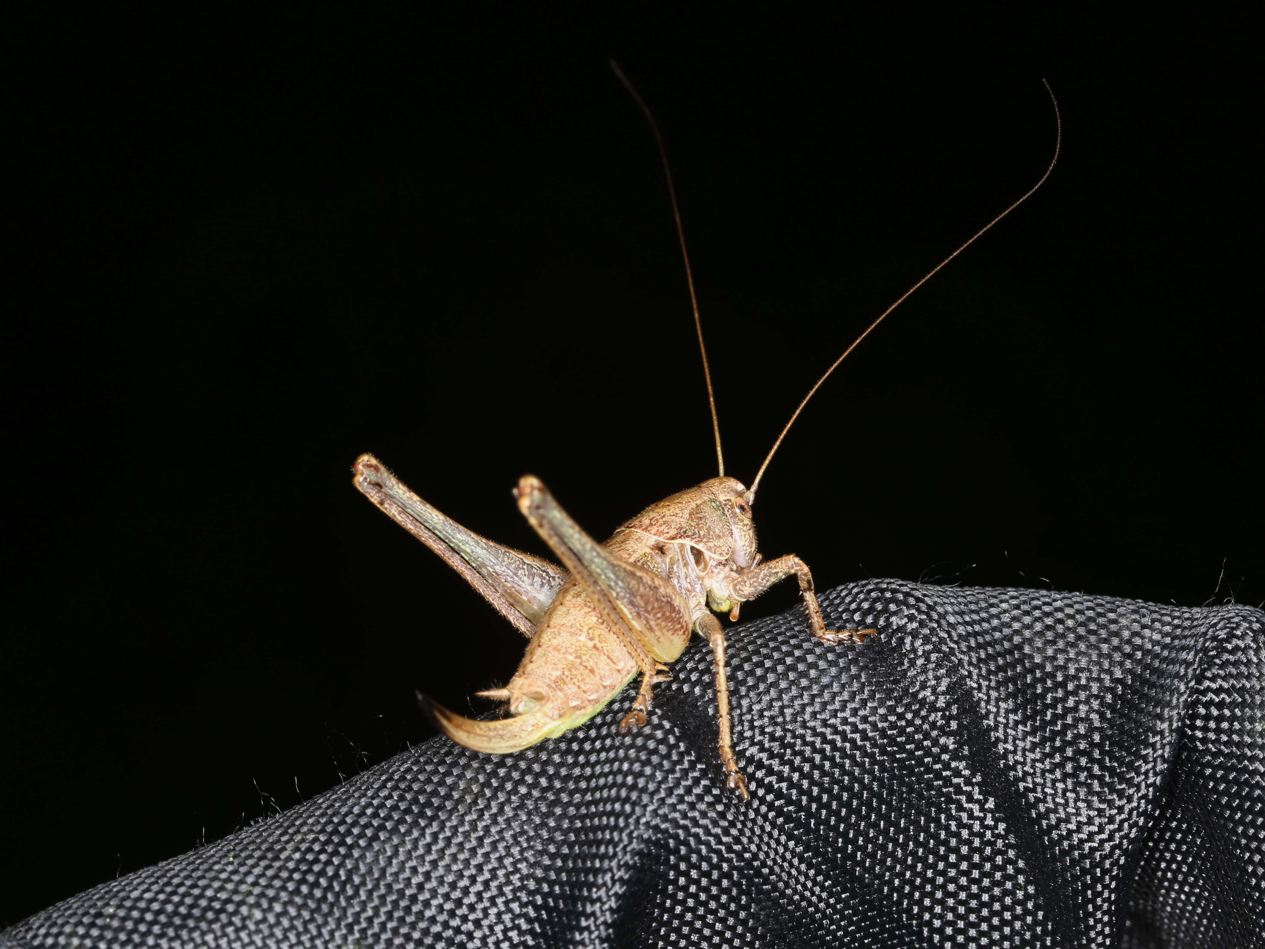 Image of dark bush-cricket