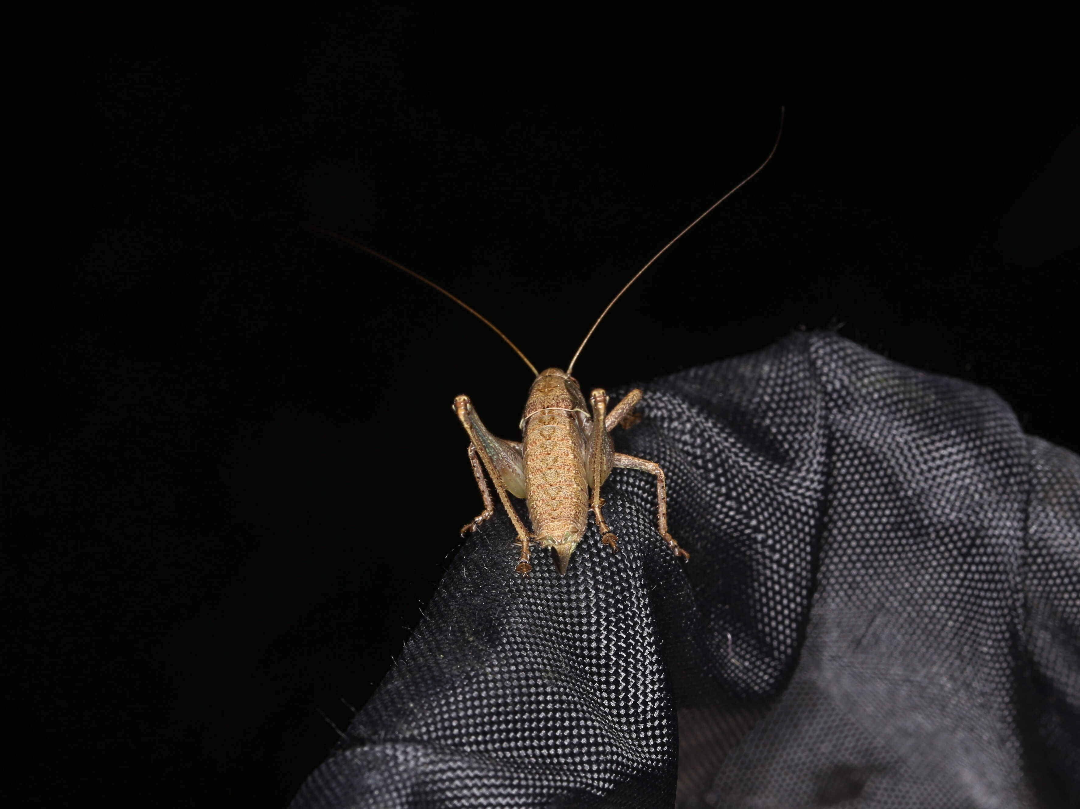 Image of dark bush-cricket