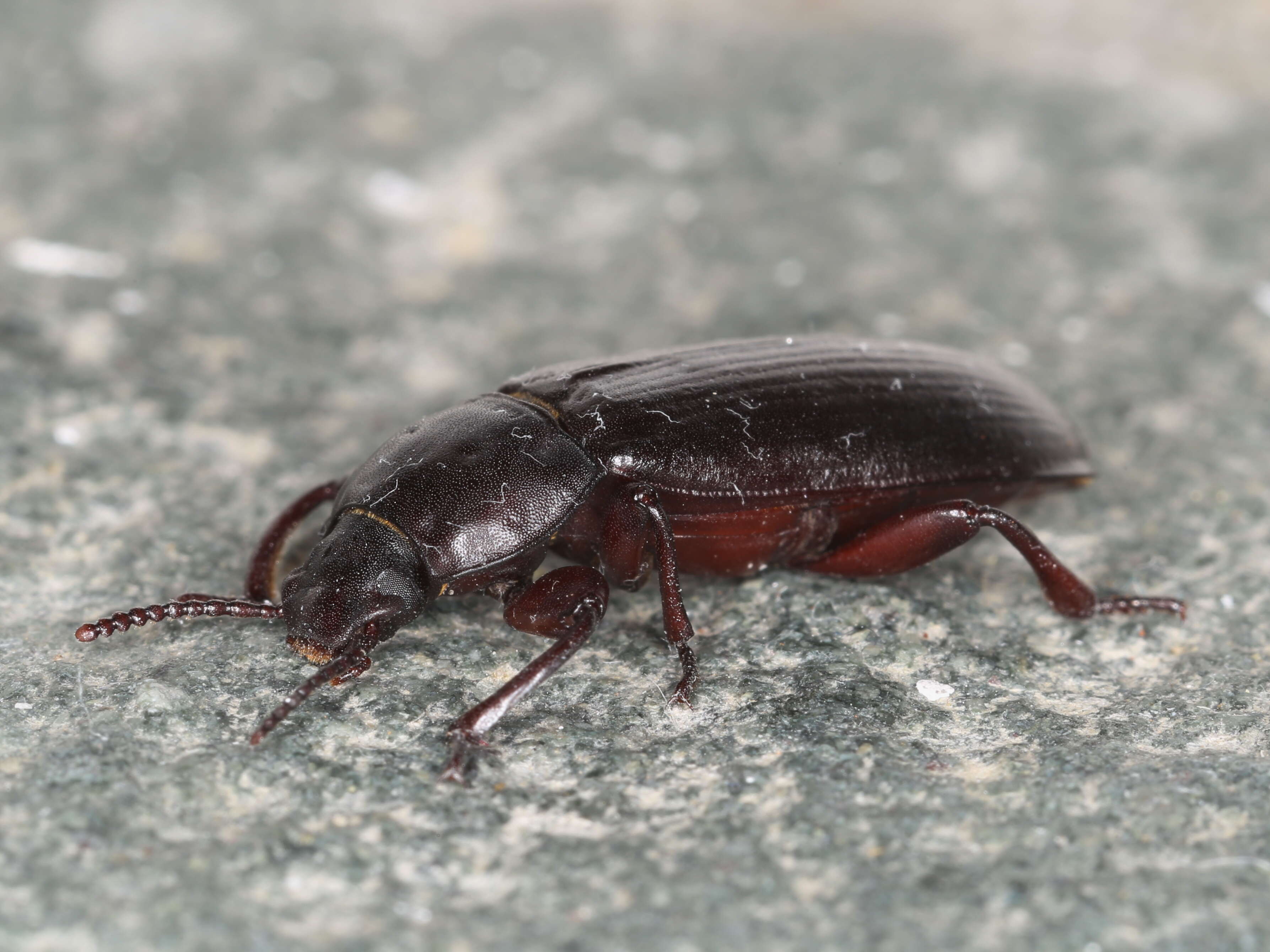 Image of Tenebrio Linnaeus 1758