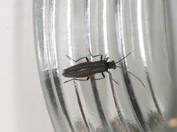 Image of Oedemera lurida