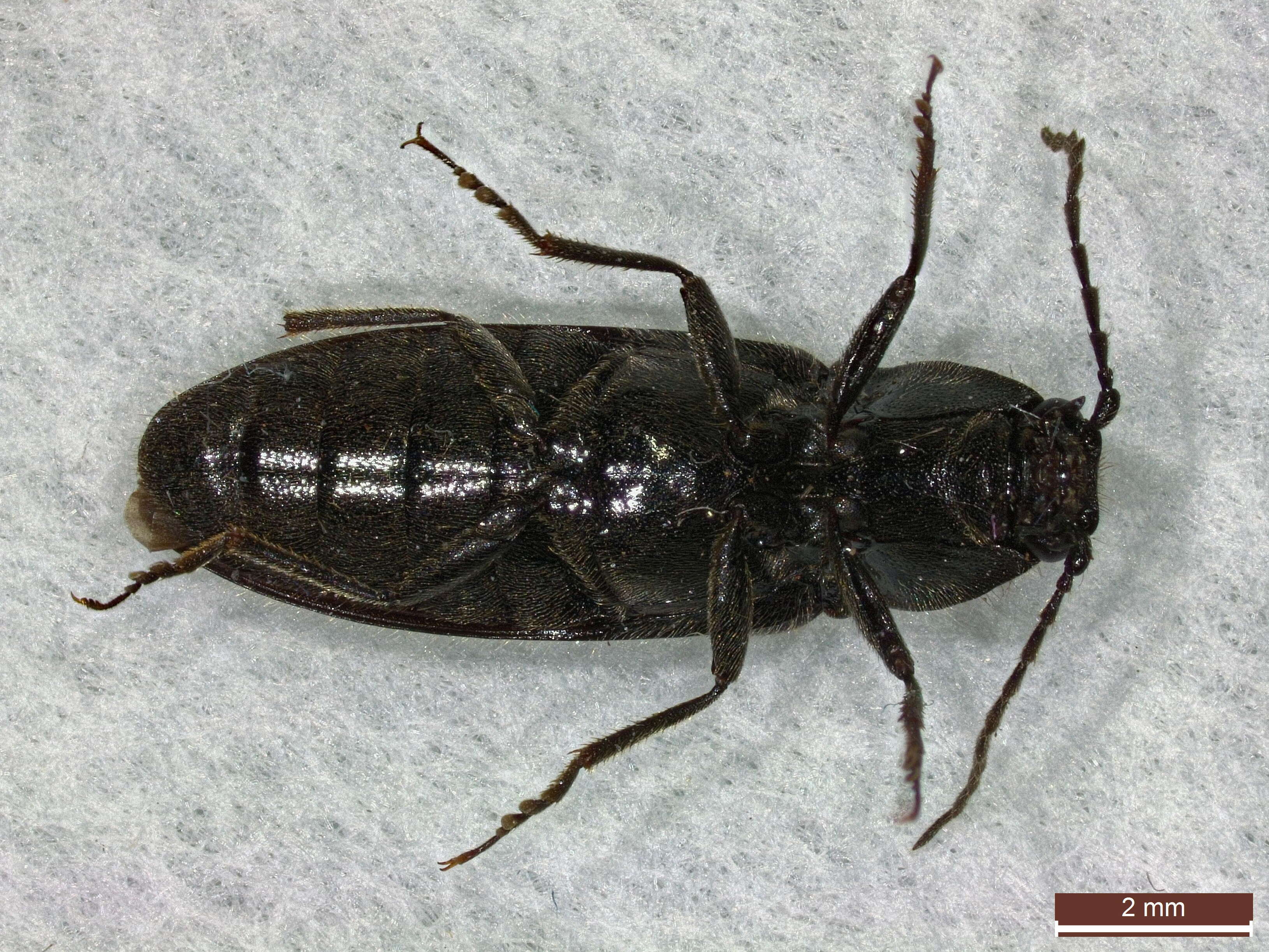 Image of Hemicrepidius niger