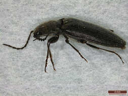 Image of Hemicrepidius niger