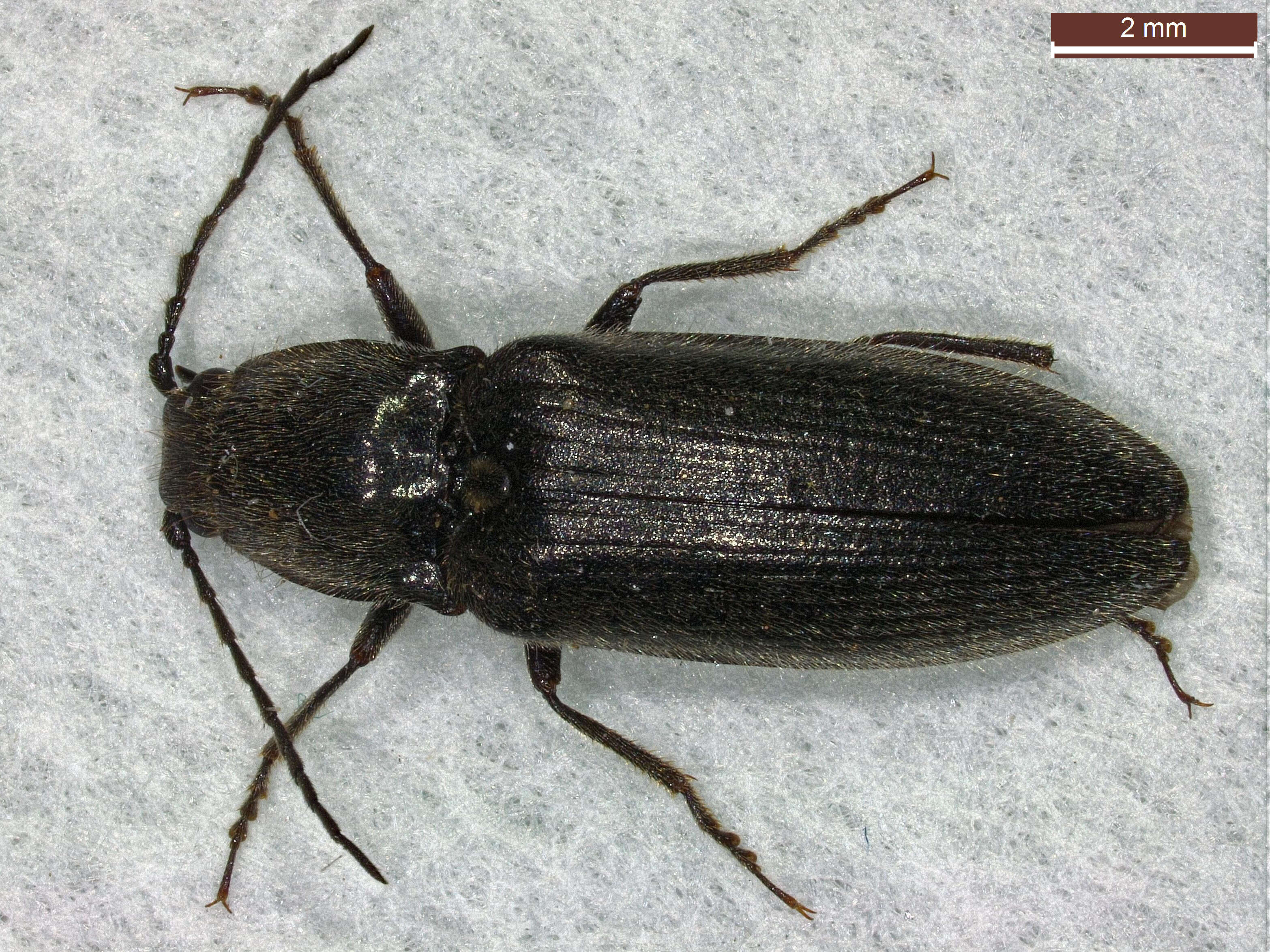 Image of Hemicrepidius niger
