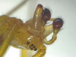 Image of Enoplognatha latimana Hippa & Oksala 1982