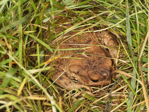 Image of Common Toad