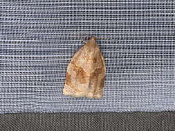 Image of Rose Tortrix