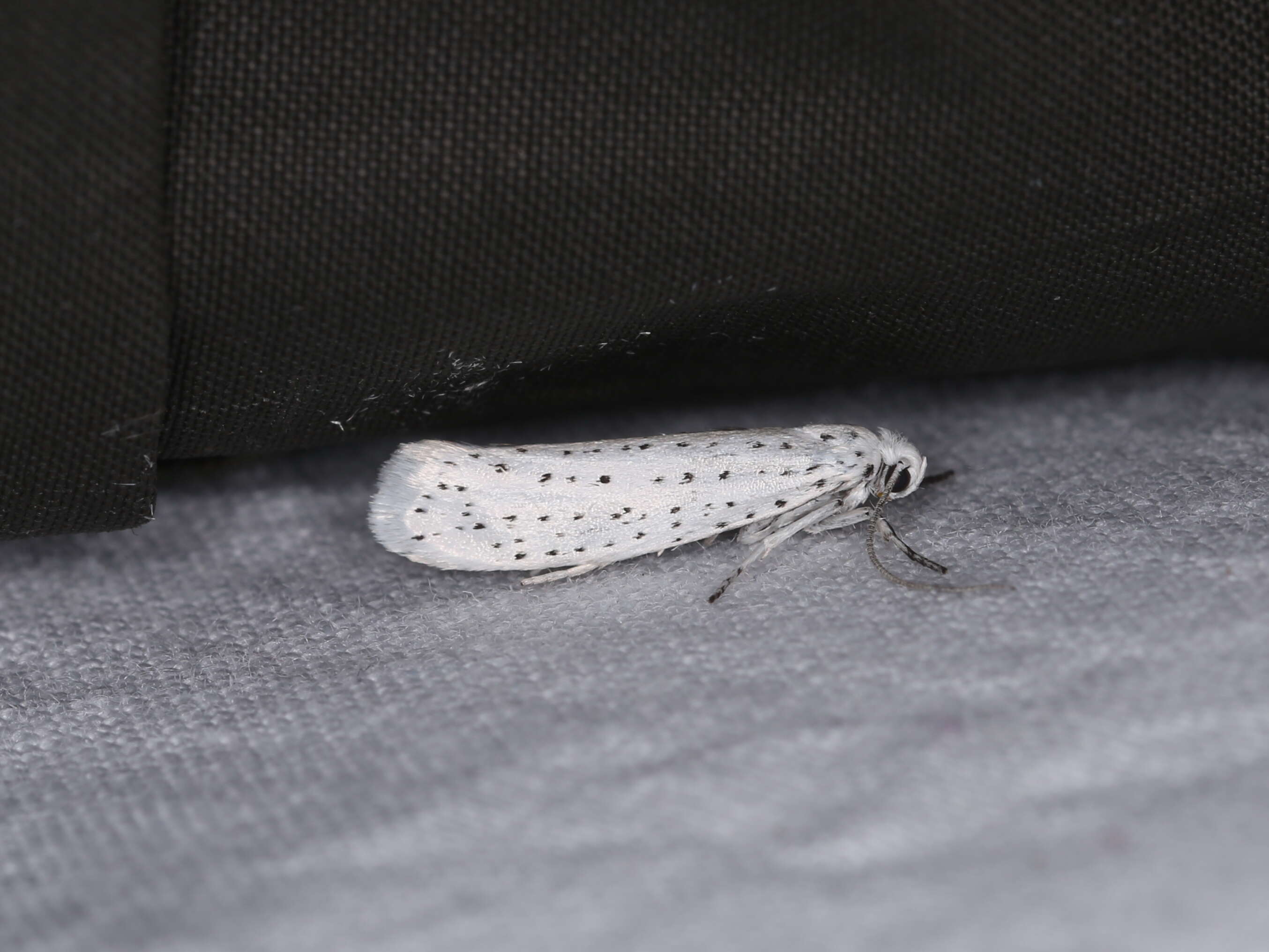 Image of Bird-cherry Ermine