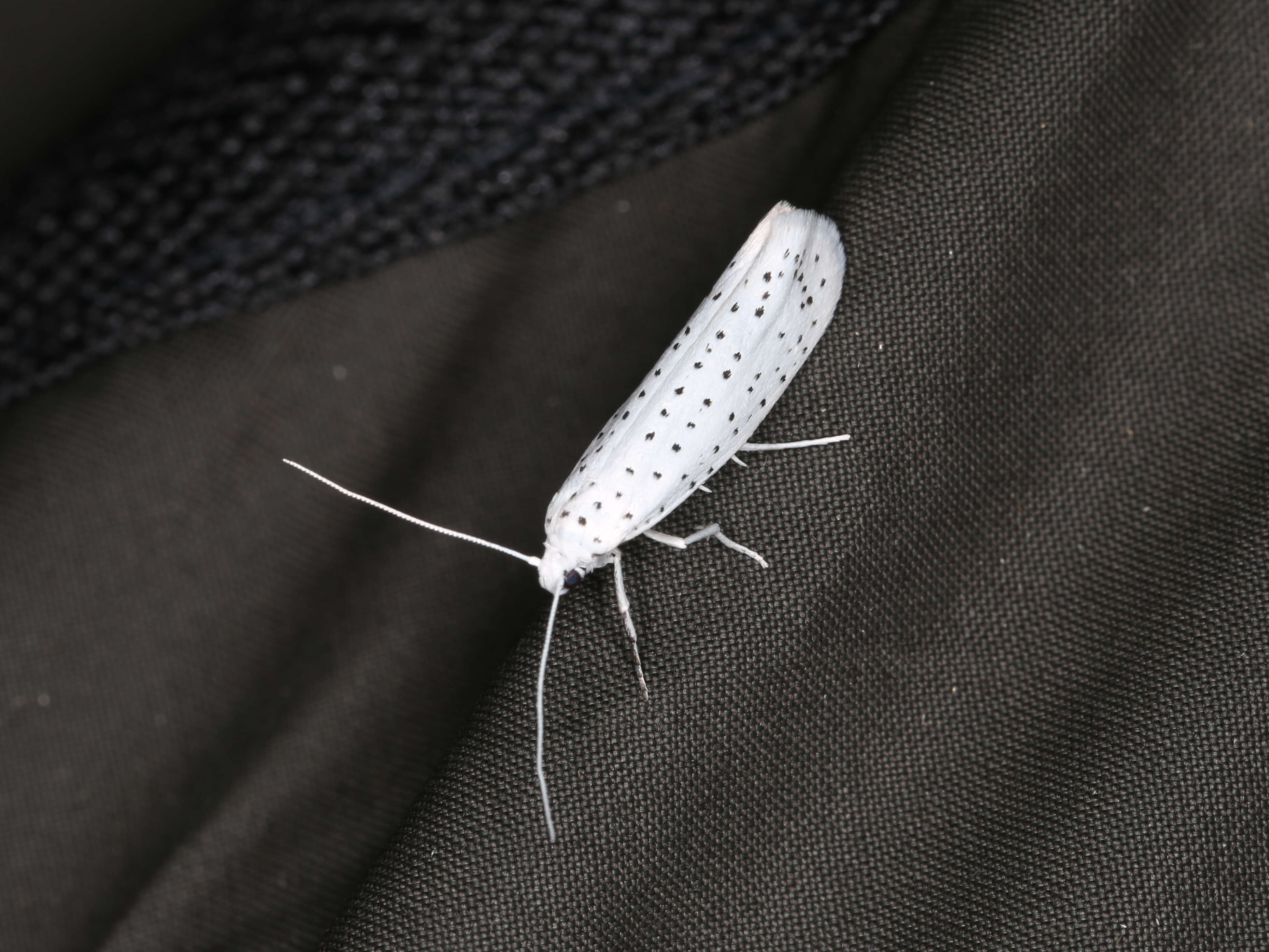 Image of Bird-cherry Ermine