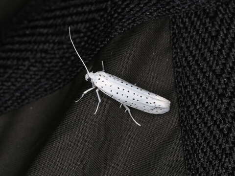 Image of Bird-cherry Ermine