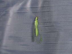 Image of Common green lacewing