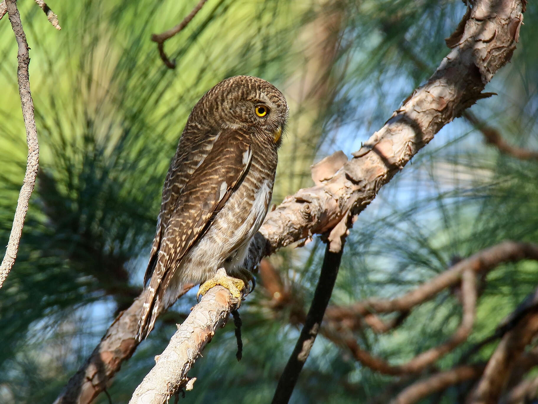 Image of Asian Barred Owlet