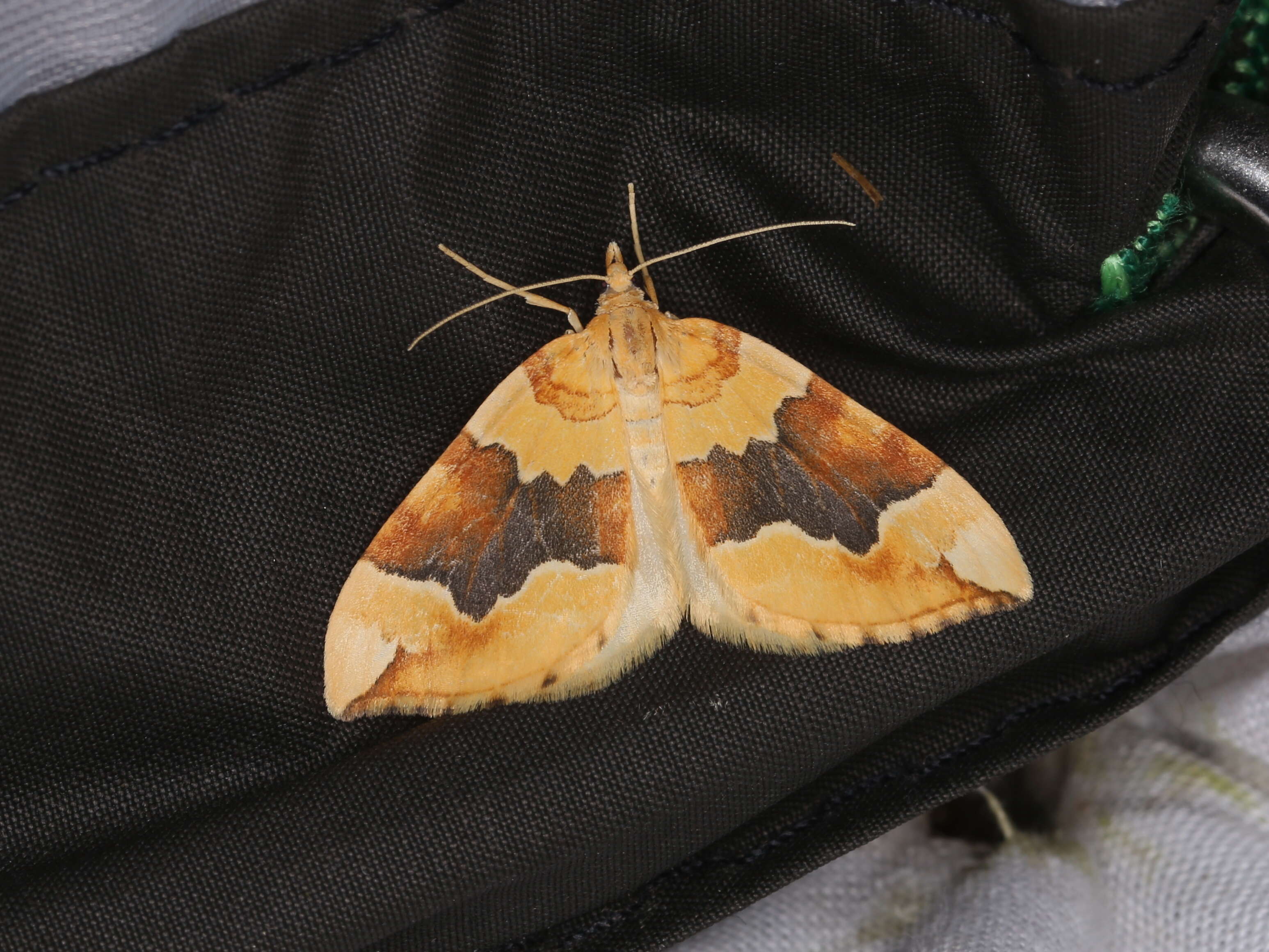 Image of barred yellow