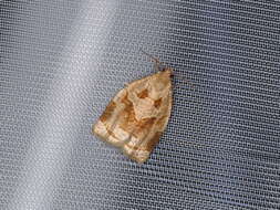 Image of Rose Tortrix