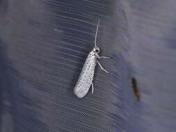 Imagem de Yponomeuta evonymella Linnaeus 1758