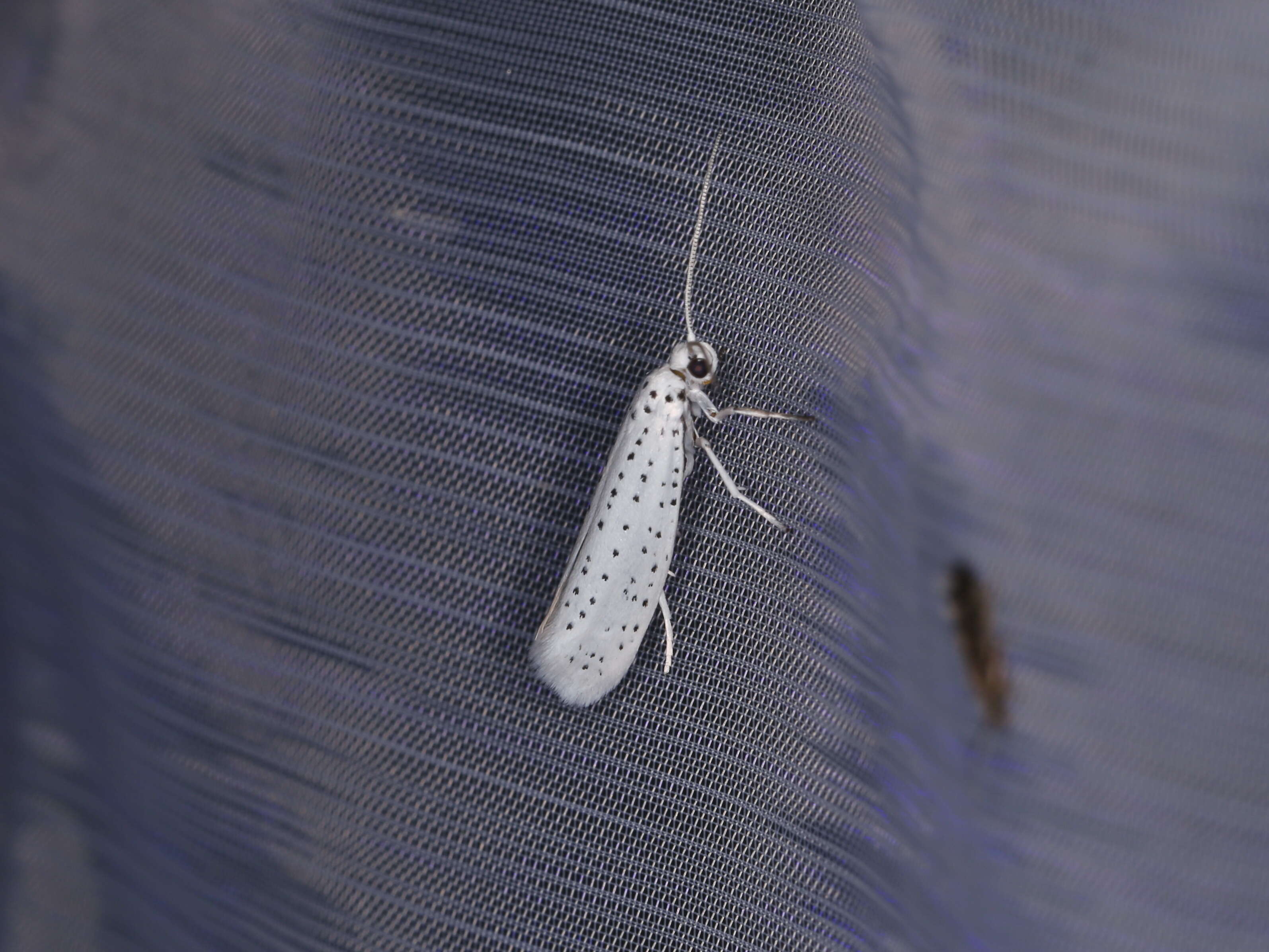 Imagem de Yponomeuta evonymella Linnaeus 1758