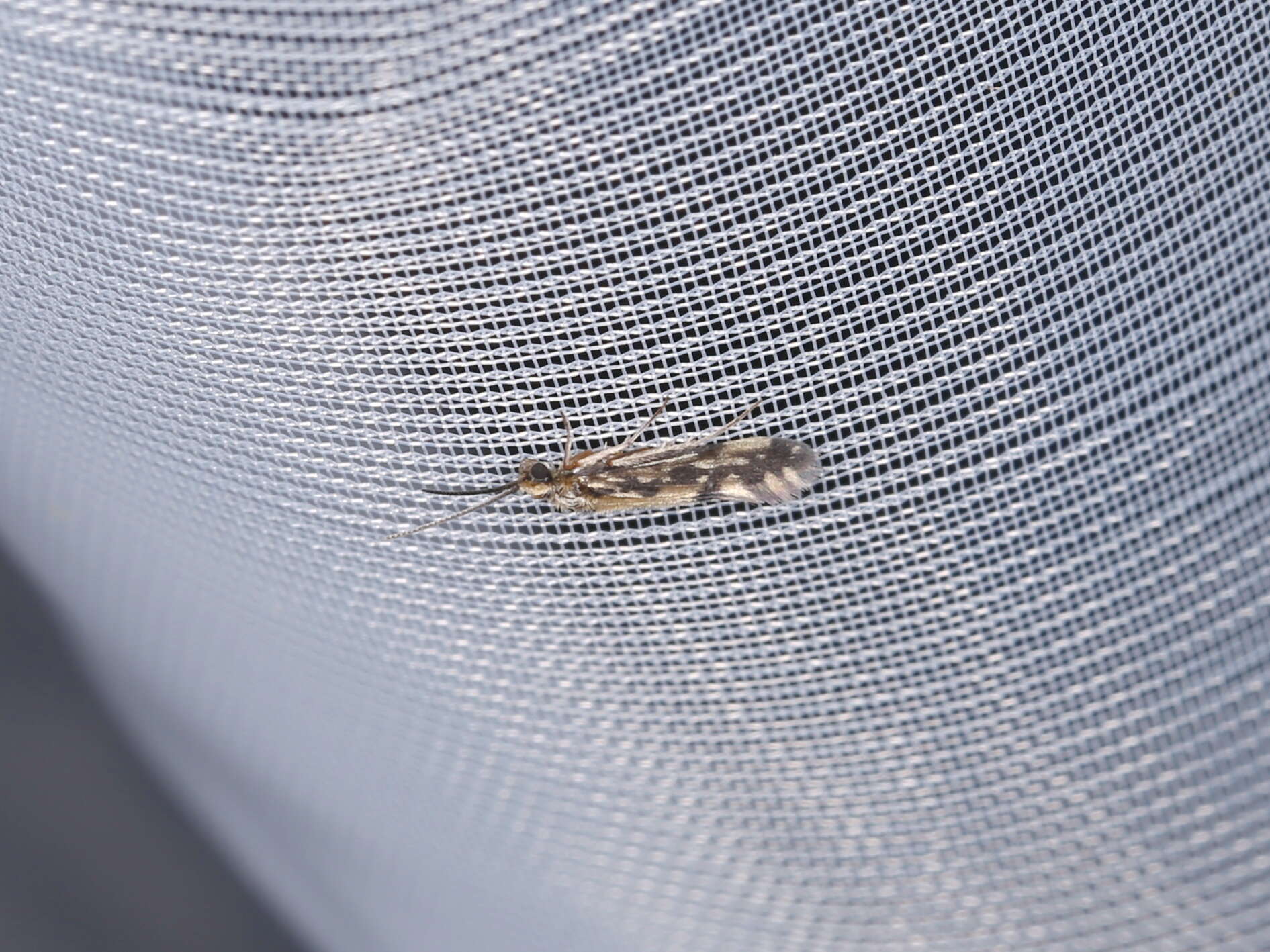 Image of Salt and Pepper Microcaddis