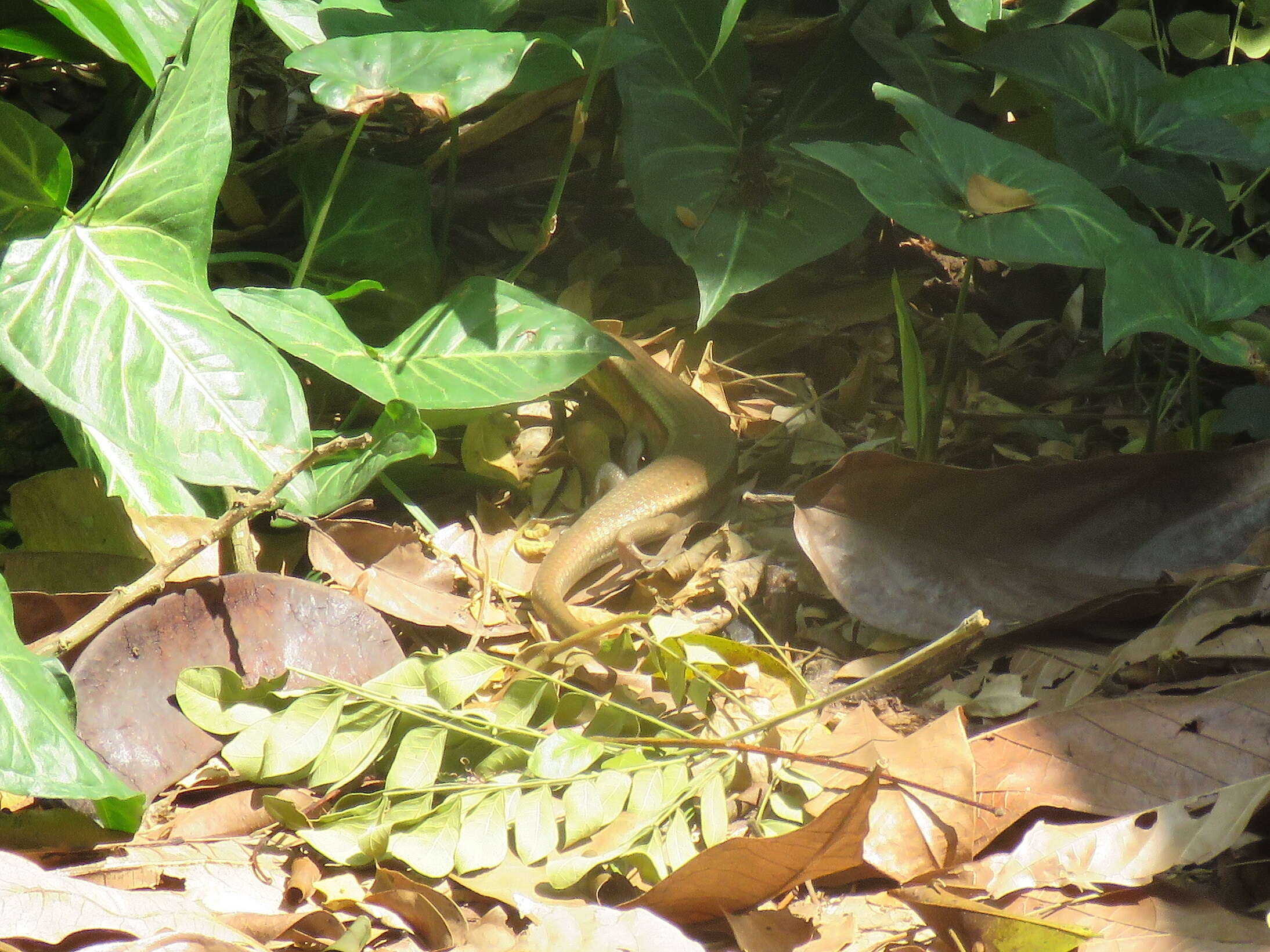 Image of Common Sun Skink