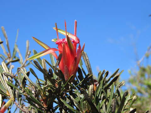 Image of Lambertia formosa Sm.