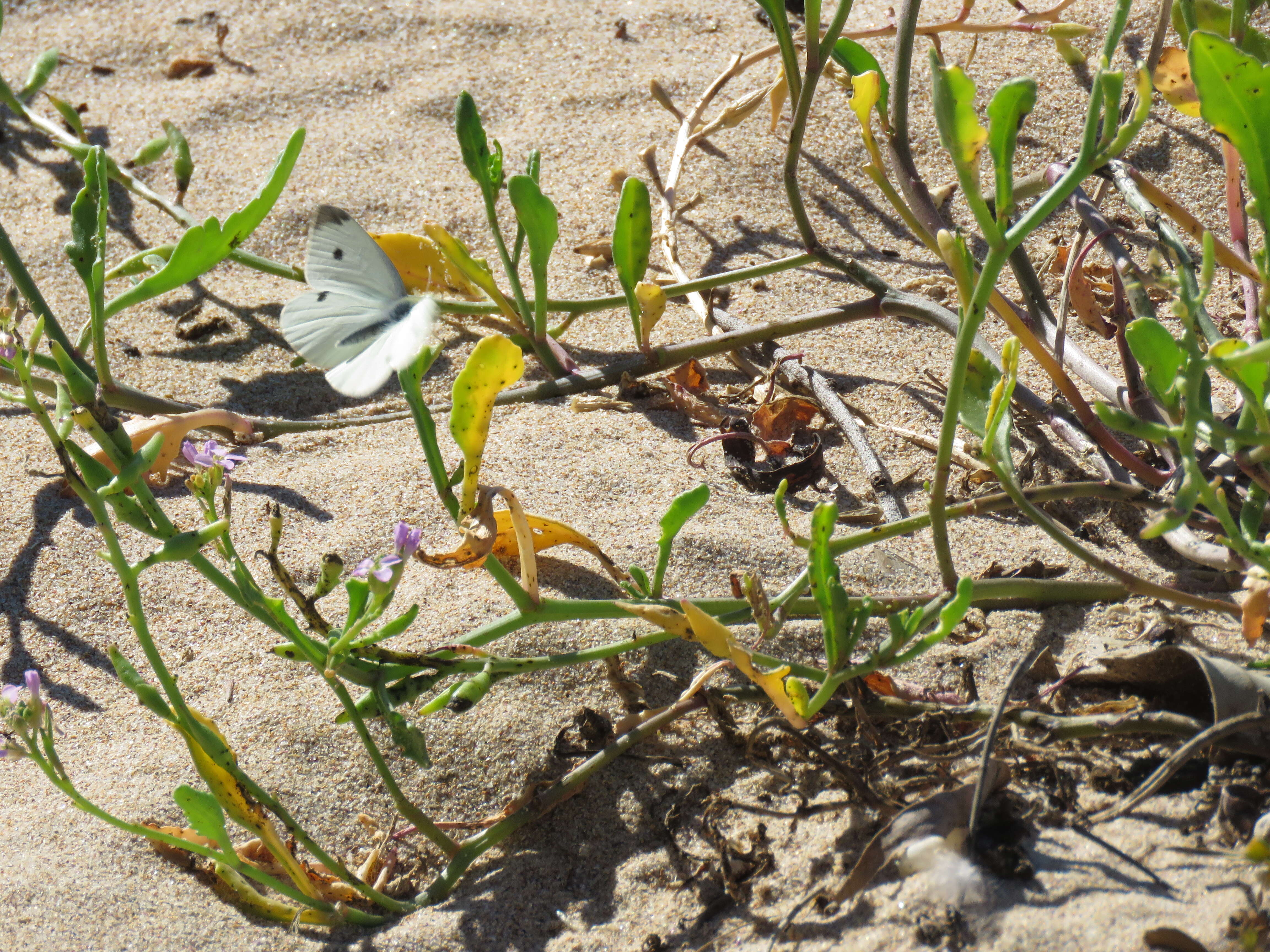 Image of small white