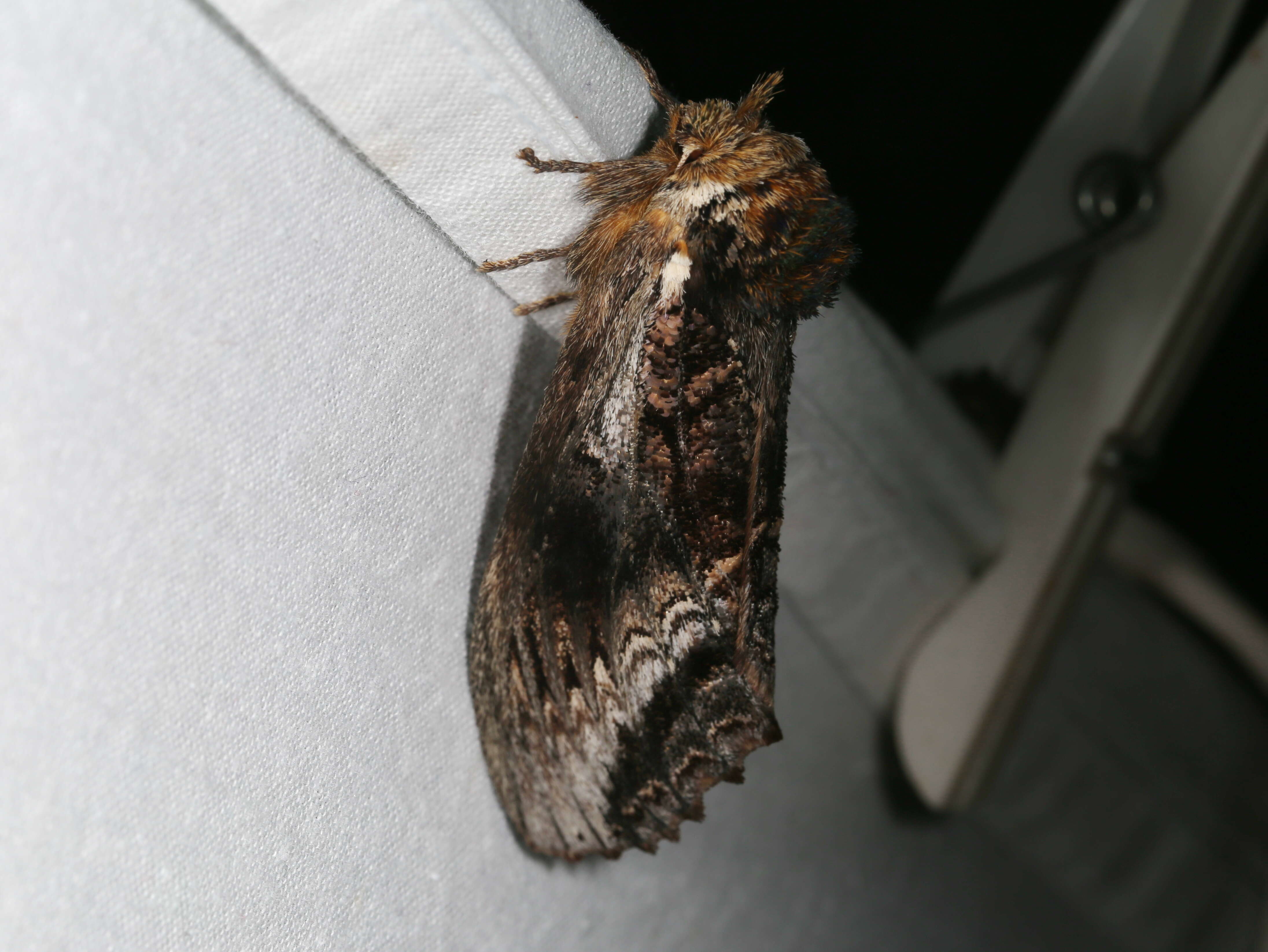 Image of Hylaeora eucalypti Doubleday 1848